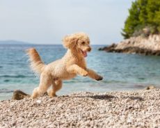 Zdjęcie dla Wakacje z psem - jak zaplanować wspólny urlop i gdzie go spędzić?